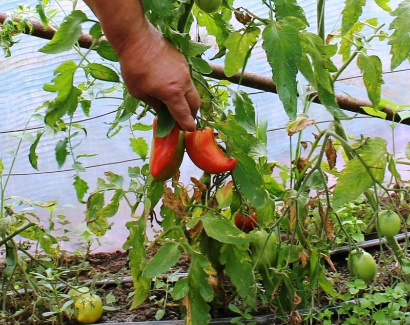 Un arădean cultivă 40 de soiuri de roşii de pe toate continentele | GALERIE FOTO