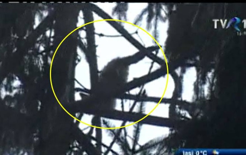 Din aventurile motanului Pişcoţel: 12 zile în vârful unui brad de 30 de metri din Sinaia! 