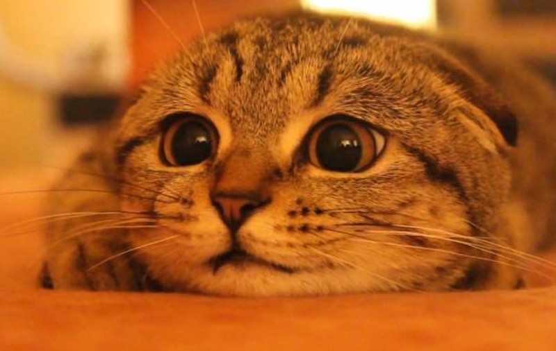 ADORABILĂ! Pisicuţa Suzie FACE SENZAŢIE în toată lumea | VIDEO & FOTO