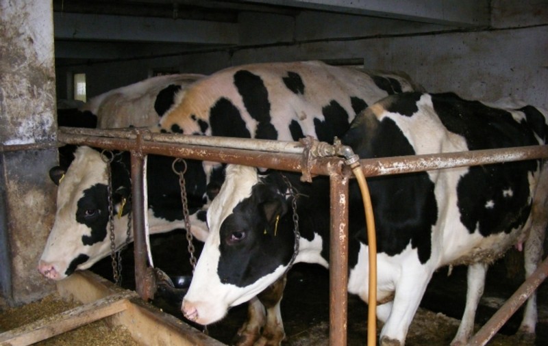 Un grajd din Hunedoara cu 60 de animale a ars din cauza unui trăsnet