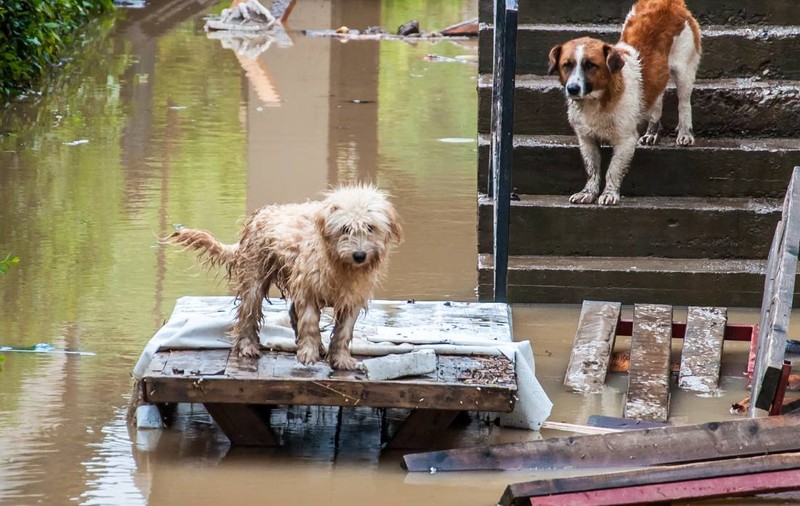 Eliberați animalele din lanțuri sau din padocuri, mesajul ASPA pentru București, Ilfov, Giurgiu, Constanța și Călărași