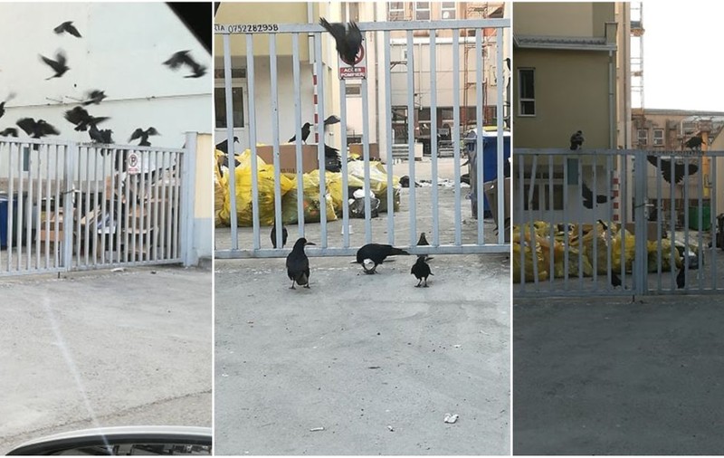 Imagini de la Spitalul Județean Deva. Corbii curăță deșeurile toxice depozitate de 10 zile în curtea unității spitalicești