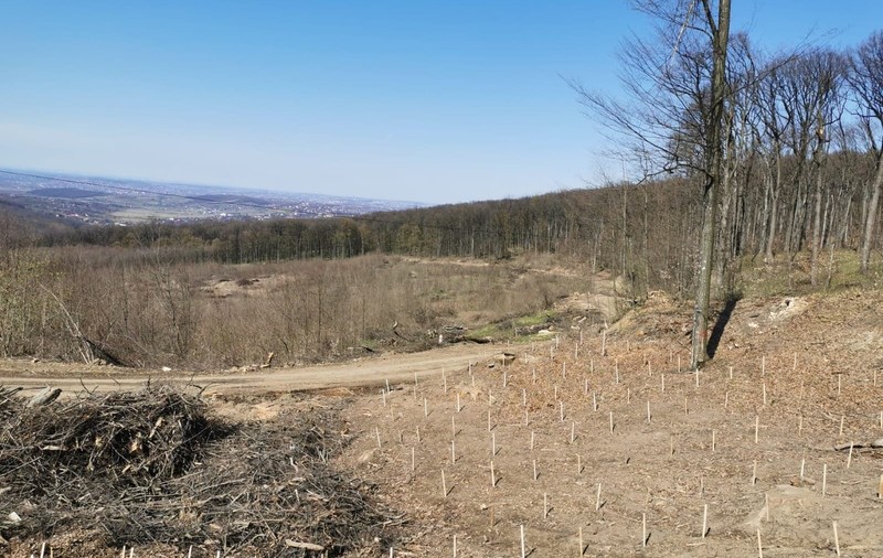 Un scandal forestier de la Iași a dus la modificarea unei ordonanțe militare. Sunt reclamate tăieri ilegale, dar Direcția Silvică spune că sunt pentru „regenerare naturală”