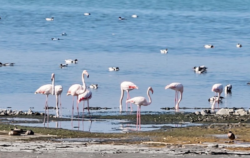 flamingo-lac-techirghiol octombrie 2026