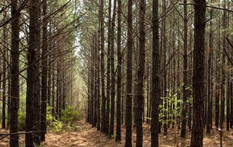 Ikea a cumpărat aproape 4.400 de hectare de pădure în Georgia, pentru a o proteja de exploatare