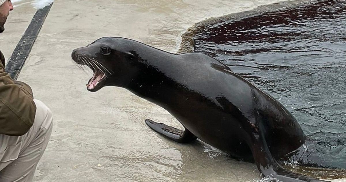 Leu de mare californian la Grădina Zoologică Brașov iese din apă lângă dresor, 27 ianuarie 2025 Sursă foto: Facebook Primăria Municipiului Brașov