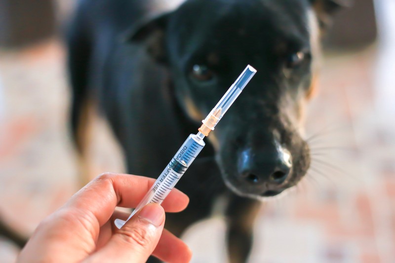 Vaccinuri anti-COVID pentru animalele de companie, măsură de precauție (foto Shutterstock)