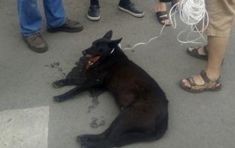 Un clujean a tras un câine cu mașina: „Animalul abia respira și era plin de sânge!”