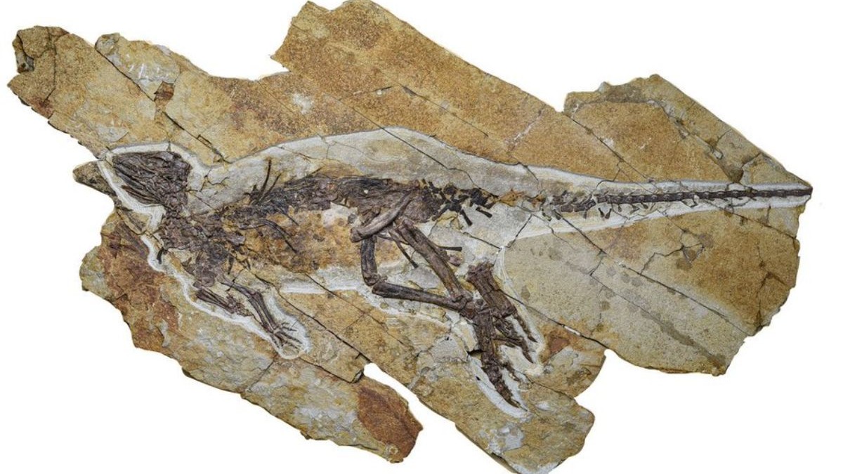 Fosila veche de 163 de milioane de ani cu Pulaosaurus, un dinozaur de aproximativ 60 de centimetri lungime