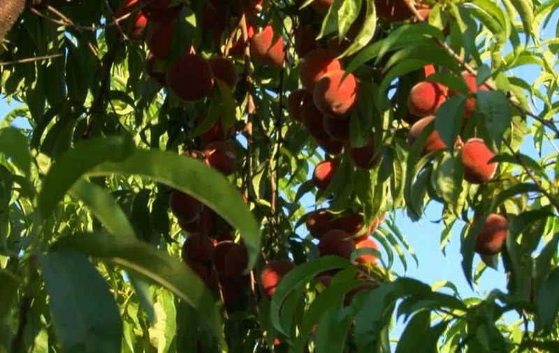 VIDEO EXCLUSIV/ Când lenea-i coană mare... Gustul românesc se strică în țărână, iar noi mâncăm mingi de tenis pe post de fructe