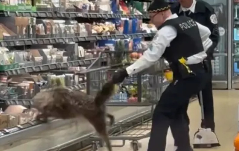 Un coiot s-a ascuns în frigiderul unui supermarket din SUA. Momentul când animalul este scos de un polițist | VIDEO