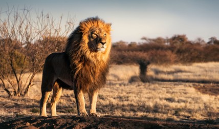 Animale exotice din lume - leul