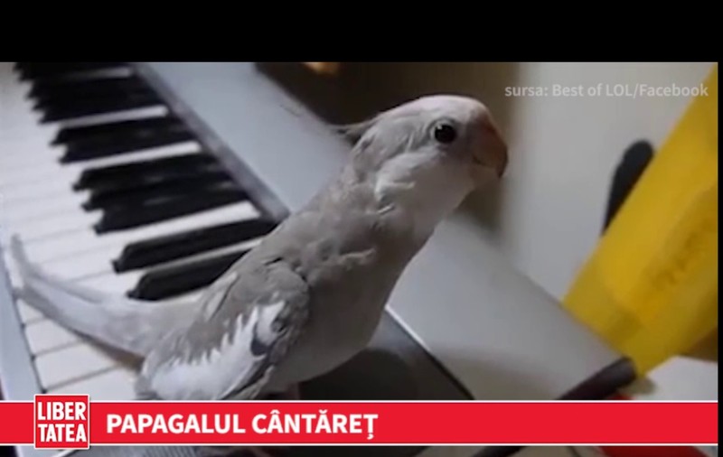 Talent de papagal | VIDEO