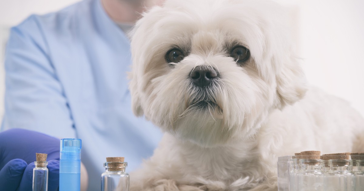 Medic veterinar și un cățel bichon