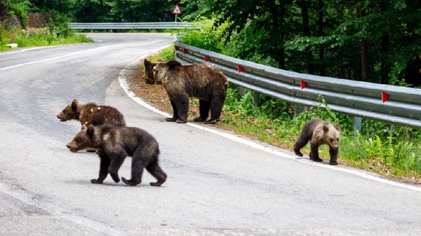 O ursoaică cu puii ei în Carpații din România