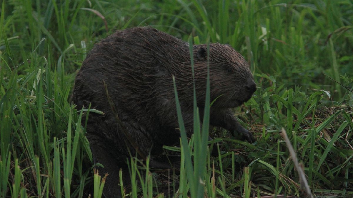 Castor in iarbă