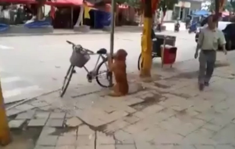 FABULOS! Acest căţel e în stare SĂ COMUNICE! Iată ce poate face | VIDEO