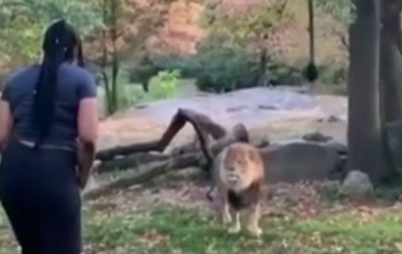 VIDEO | O femeie a dansat în fața unui leu la Grădina Zoologică din Bronx. Care a fost reacția fiarei