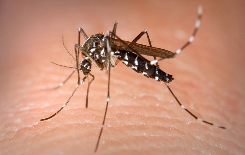 Argentina, în pragul celei mai grave epidemii de febră dengue, se luptă cu penuria de insecticide