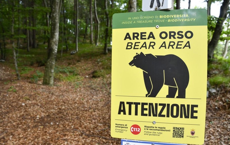 O ursoaică „periculoasă” a fost ucisă în nordul Italiei, stârnind furia ecologiștilor și nemulțumirea ministrului mediului