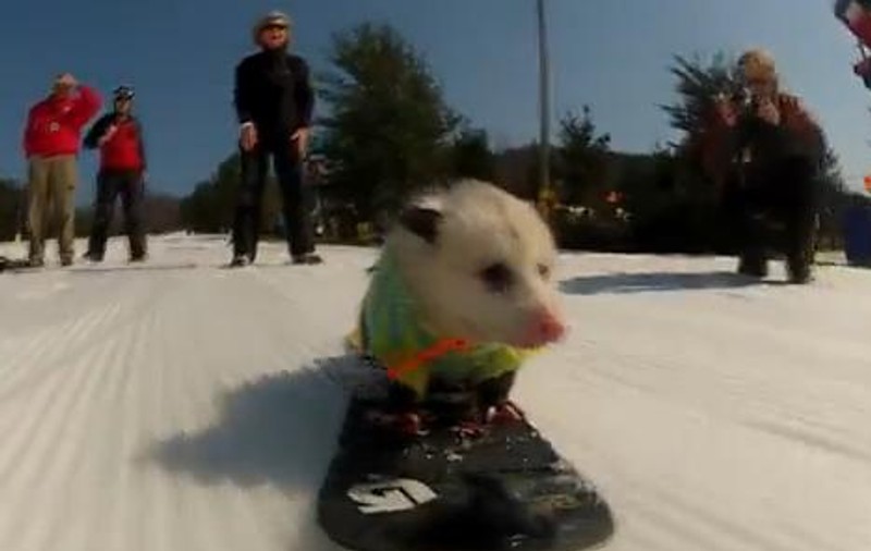 GENIAL! Ratatouille, oposumul care face snowboard | VIDEO