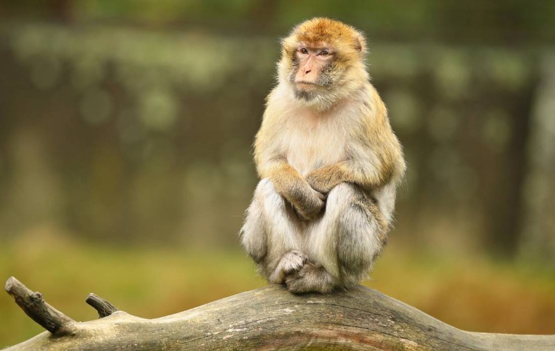 Cum au ajuns maimuțele din Panama să fure puii altor animale. Principalul motiv ar fi plictiseala