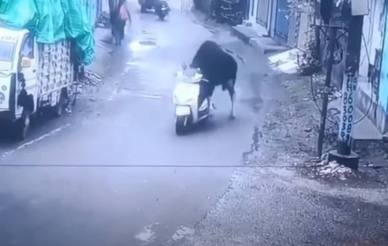 O vacă urcă pe un moped și „pleacă” la plimbare. Imaginile din India care au uimit lumea | VIDEO