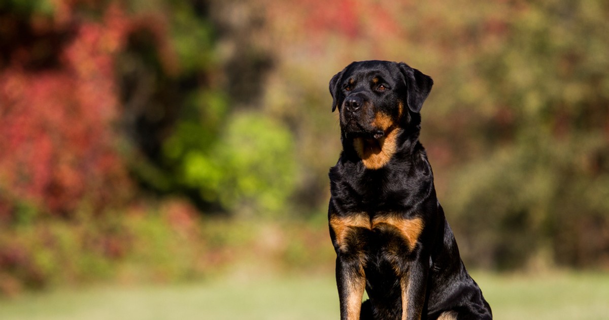 Rottweiler - ce trebuie să știi despre rasa cu cei mai buni câini de pază