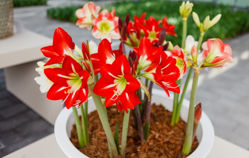 Amaryllis - plantare și îngrijire. Cea mai spectaculoasă floare pe care o poți avea la tine acasă