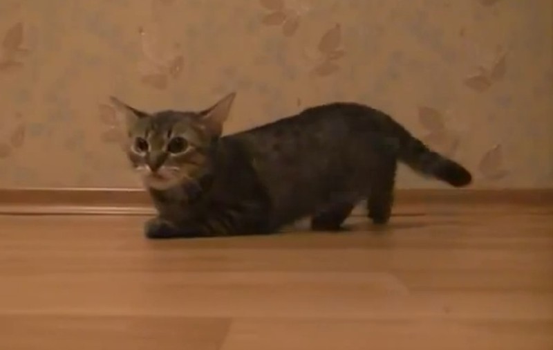 MORI DE RÂS! Ea e pisica numai bună de dus la Jocurile Olimpice! Uite ce poate | VIDEO