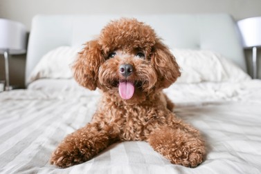 Poodle Pitic
