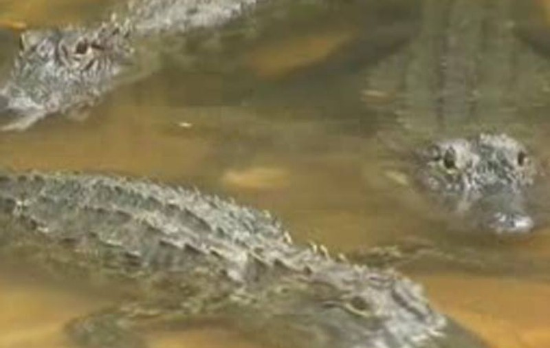 Cum a reuşit să scape un american din colţii unui aligator | VIDEO
