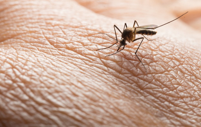 INSP: Peste 20 de români, infectaţi cu virusul West Nile în această vară. Patru persoane au murit