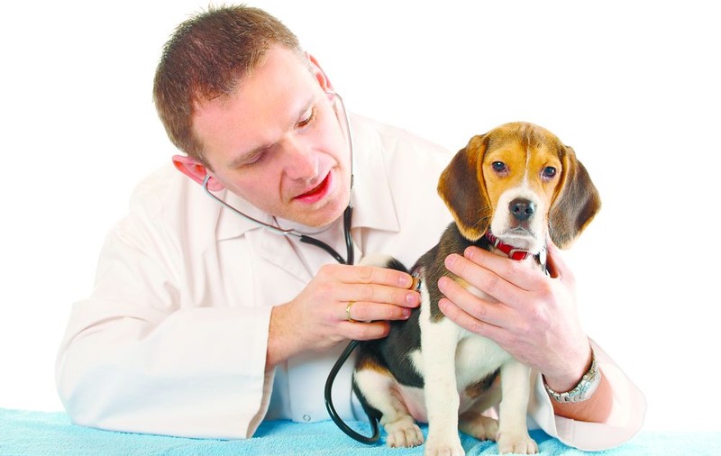 Leafa unui medic veterinar, 5.850 de lei 