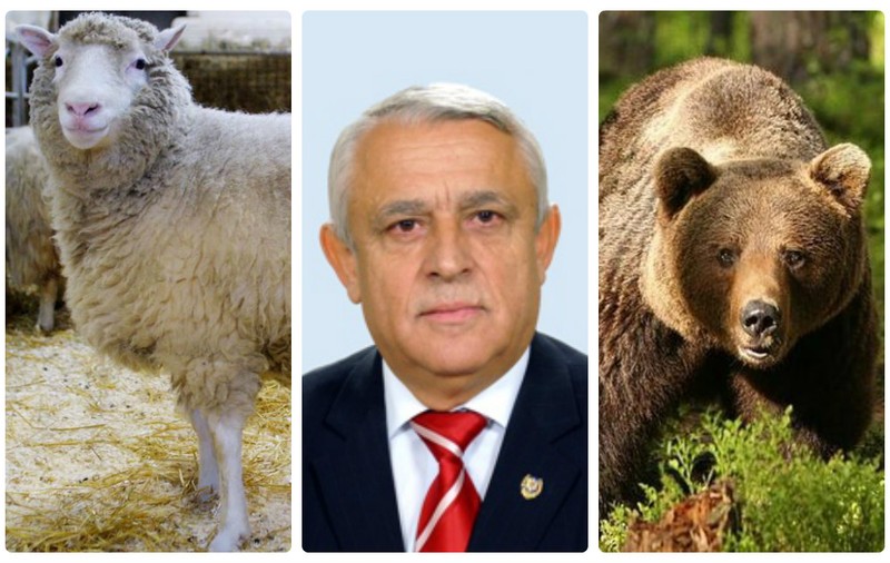 Petre Daea “Alege oaia” și “omoară” urșii. “De ce să nu îi împușcăm? E protejat omul"