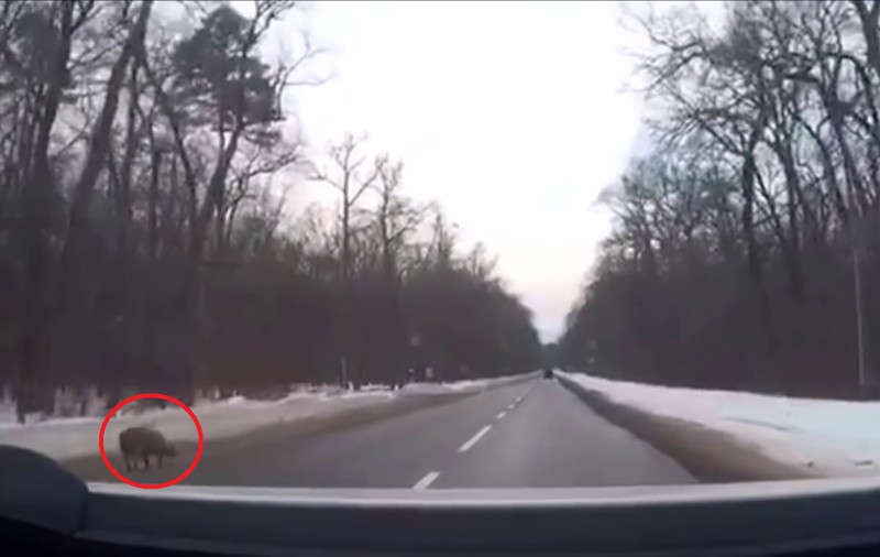 Zboară, porcule! Zboară! „Ghiță” și-a luat zborul din remorca unei mașini din Sibiu