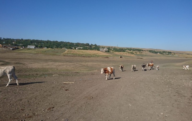 Sprijin pentru localităţile afectate de secetă din judeţul Botoşani. Decizia Guvernului