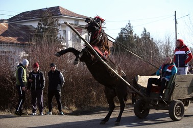 Mugurel, 6 ani, se ridică în două picioare, gata să răstoarne căruţa
