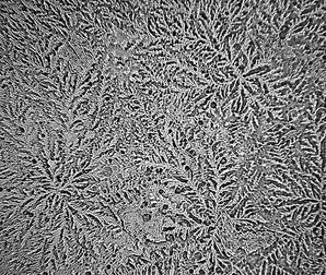 Așa arată lacrimile la microscop când tăiem o ceapă (Foto: inbors.com)