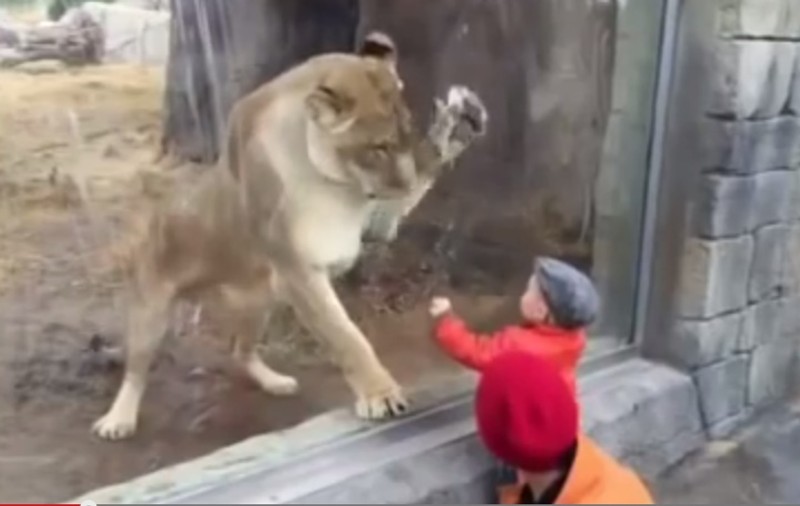 O leoaică ATACĂ UN COPIL, la Zoo! Ce s-a întâmplat TE VA ULUI | VIDEO