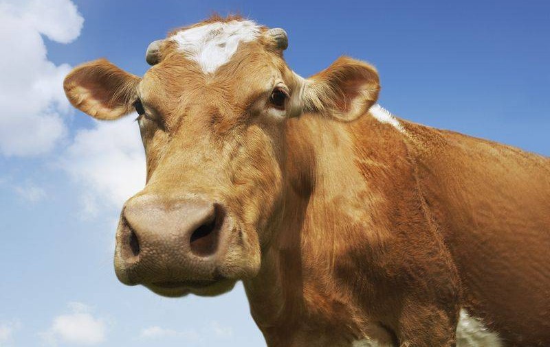 S-a inventat vaca Aita, care supraviețuiește fără hrană!