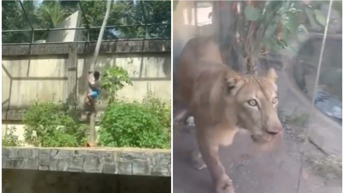 Un tânăr care coboară într-o grădină zoo (stânga) și o leoaică (dreapta).