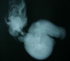 Arhiva foto