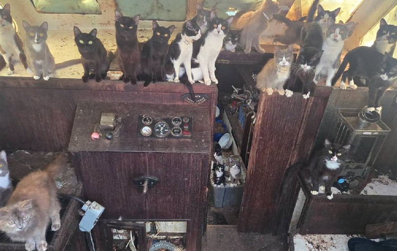 O bandă de 40 de pisici a ocupat o barcă abandonată și câteva s-au luptat cu angajații de la Protecția Animalelor, în SUA