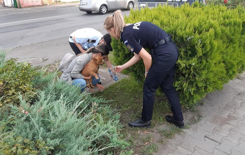 Poliţia Capitalei: Abandonul animalelor atinge cote alarmante