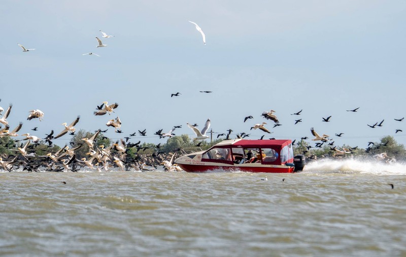 Șalupă cu turiști, fotografiată când intra într-un stol de pelicani, în Delta Dunării