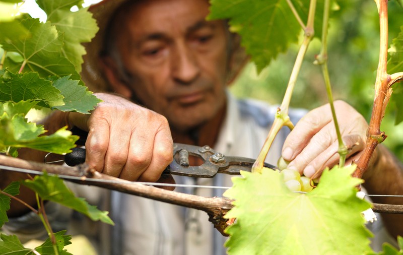 Cum se taie vița-de-vie. Lucruri interesante despre vița-de-vie