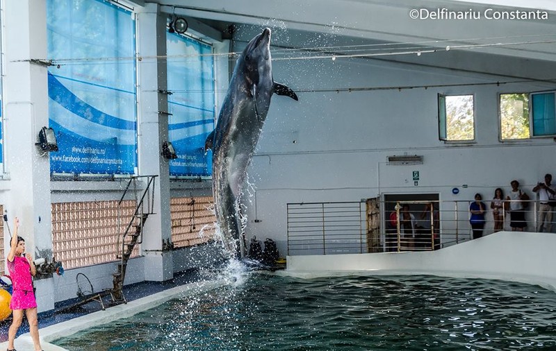 Până și delfinii au fost sfințiți de Bobotează!