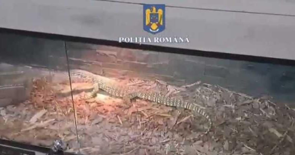 o reptilă într-un acvariu