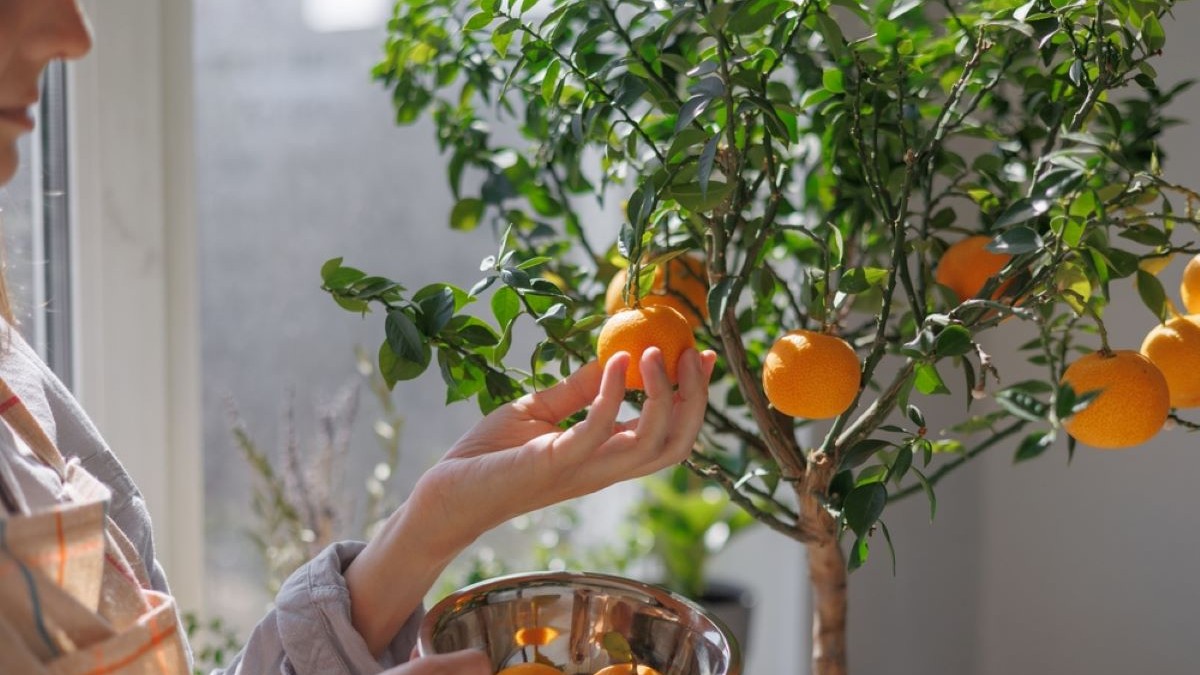 Plante exotice pe care le poţi cultiva şi în România